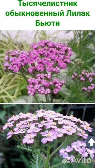 Нивяники,медуницы,камнеломки,тысячелистники