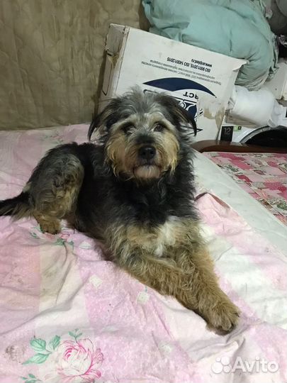 Собака в самые ответственные руки