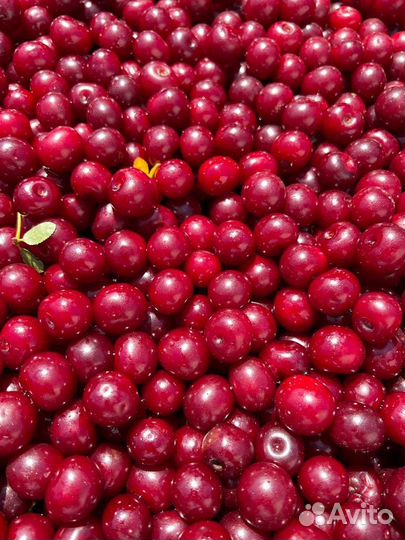 Поставки Вишни б/к 1 класс замороженной