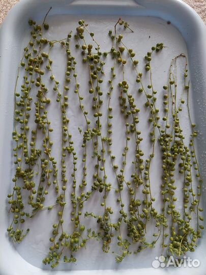 Крестовник Роули