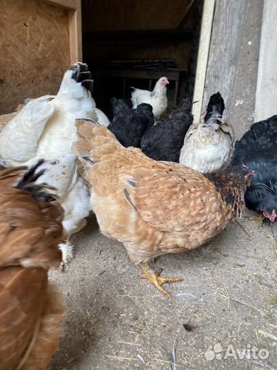 Домашние куры