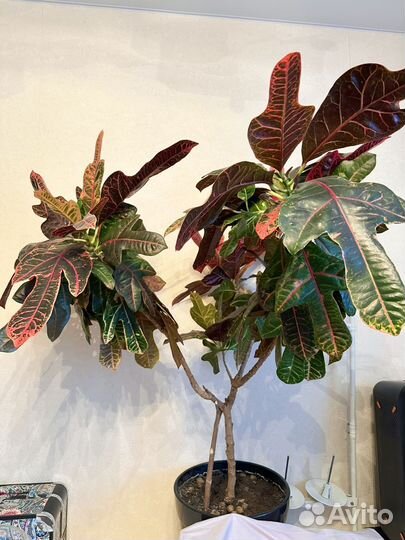 Кодиеум ищет новый дом