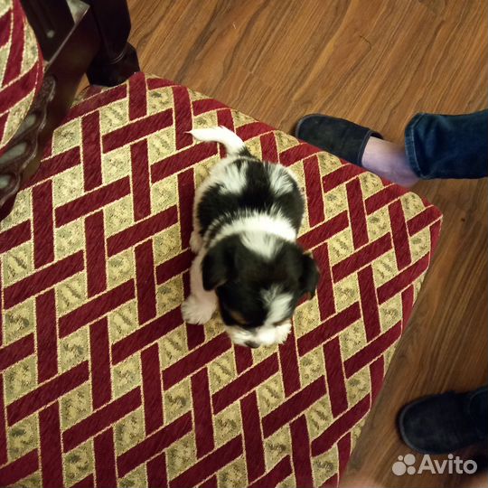 Щенки бивер йорка