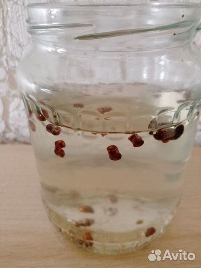 Улитки аквариумные