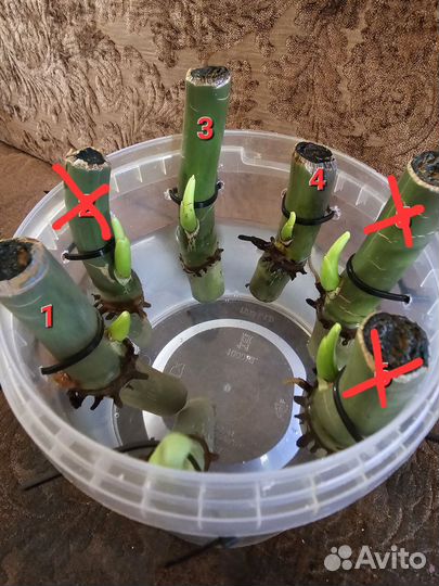 Филодендрон меланохризум