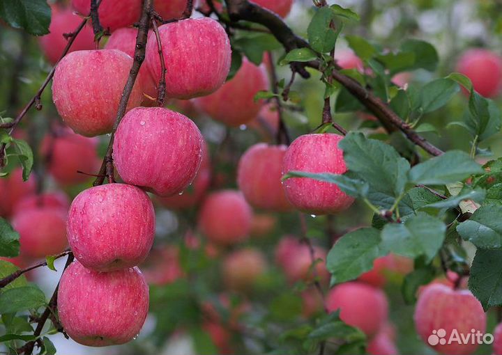 Яблоки оптом