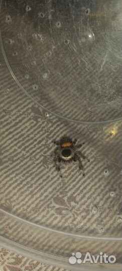 Королевский паук скакун