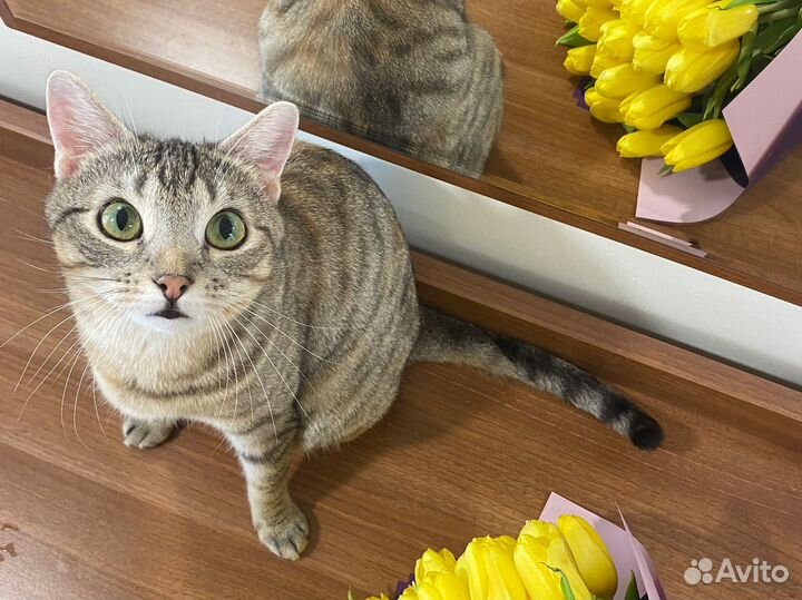 Кошка