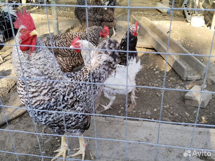 Куры петухи