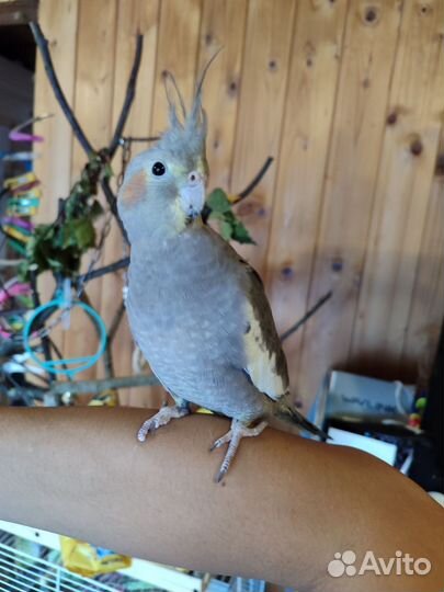 Попугаи разных видов с клеткой