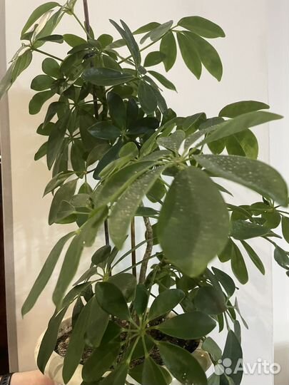 Комнатные цветы шефлера