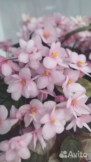 Фиалка Ramblin'RightAlong