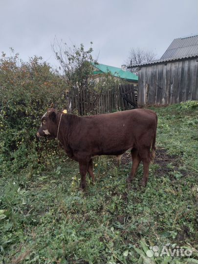 Продам корову и бычка