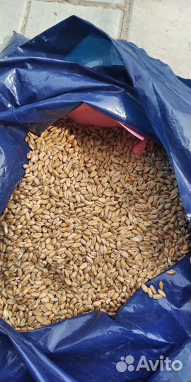 Пшеница 5 класс