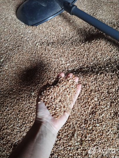 Зерно пшеница