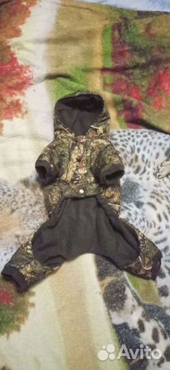 Зимний комбинезон и дождевик для маленькой собаки