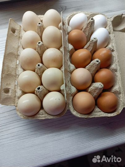Домашние куриные, утиные яйца