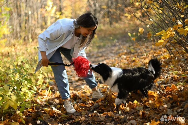 Кинолог. Дрессировка и воспитание собак