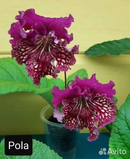 Стрептокарпусы сортовые