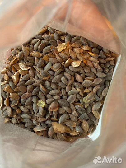 Ель голубая семена свежие маджестик блю