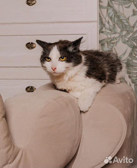 Котенок, мальчик