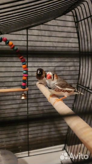 Амадины с клеткой