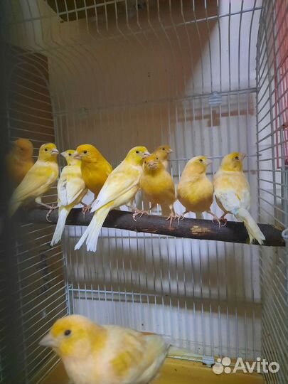 Кенора и канарейки