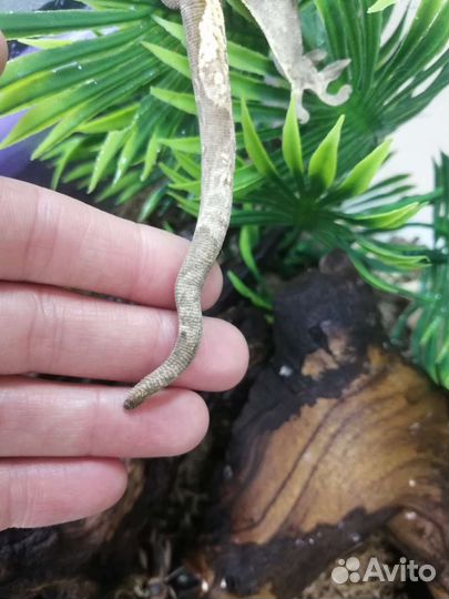 Реснитчатые бананоеды. Самец и самка