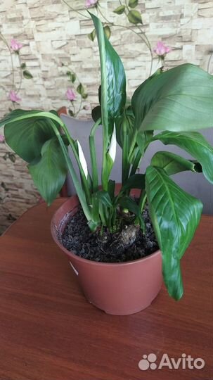 Цветы комнатные