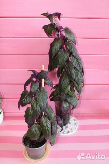 Гинура синяя птица