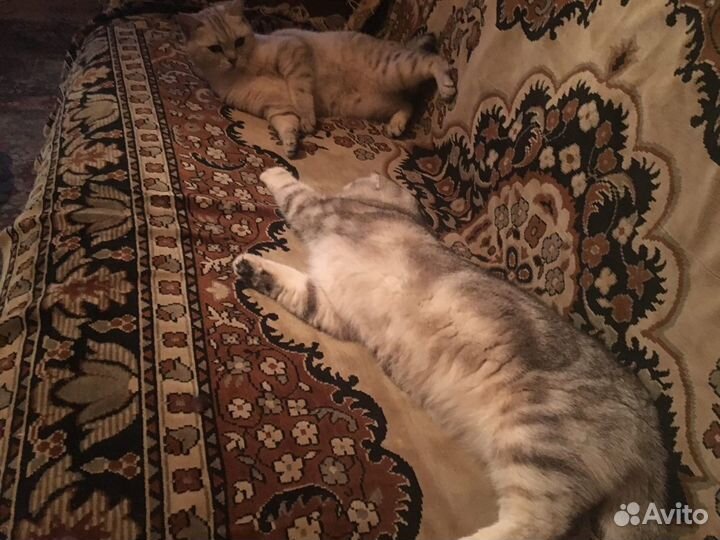 Профессиональная передержка кошек