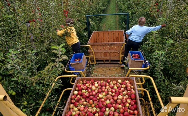 Сборщик вахта