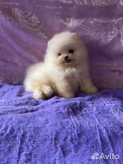 Микро мальчик померанского шпица