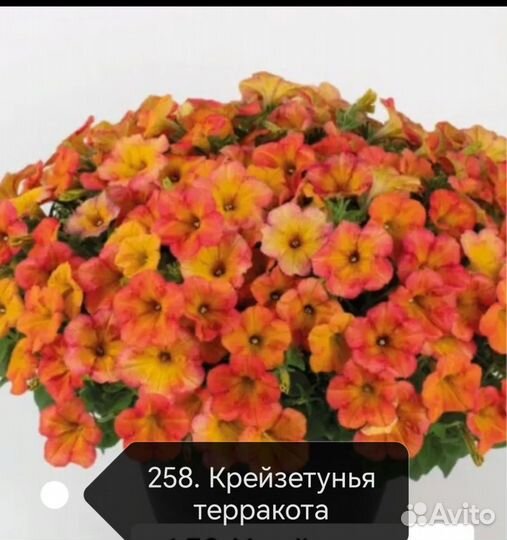 Вегетативная петуния