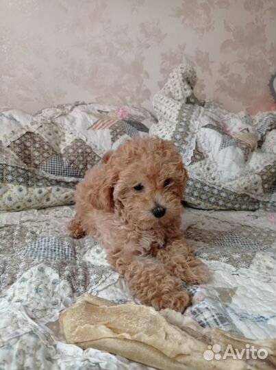 Той-пудель девочка