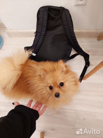 Выгул собак