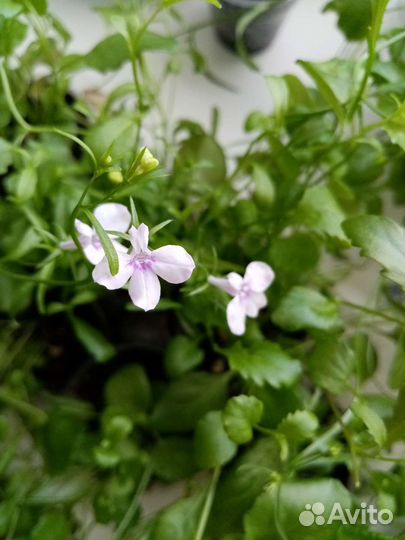 Лобелия разных цветов