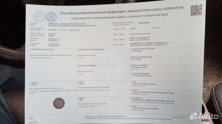 Щенки Курцхаара