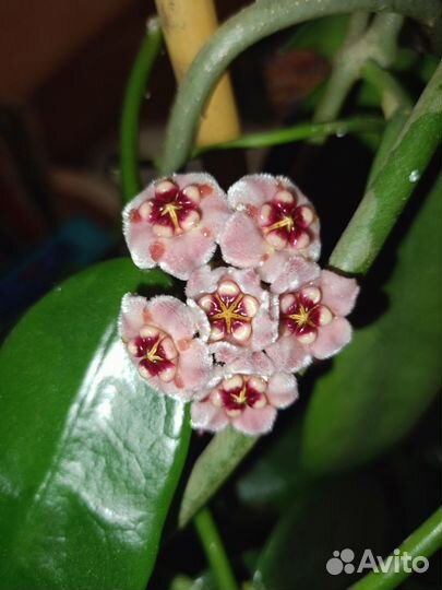 Хойя Мелифлуа черенки