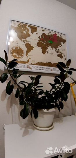 Фикус Мелани в горшке