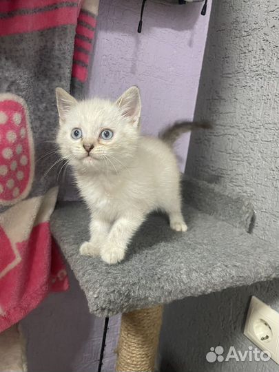 Тайская кошечка