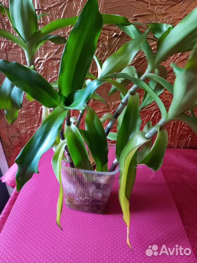 Растение золотой ус