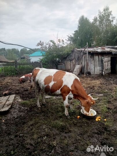 Корова