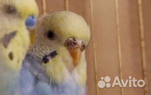 Волнистый попугай самка