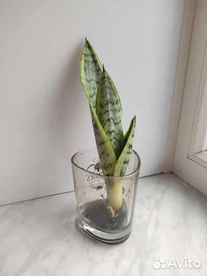 Сансевиерия (тещин язык)