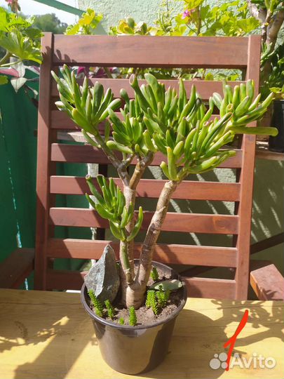 Денежное дерево. Красула хоббит