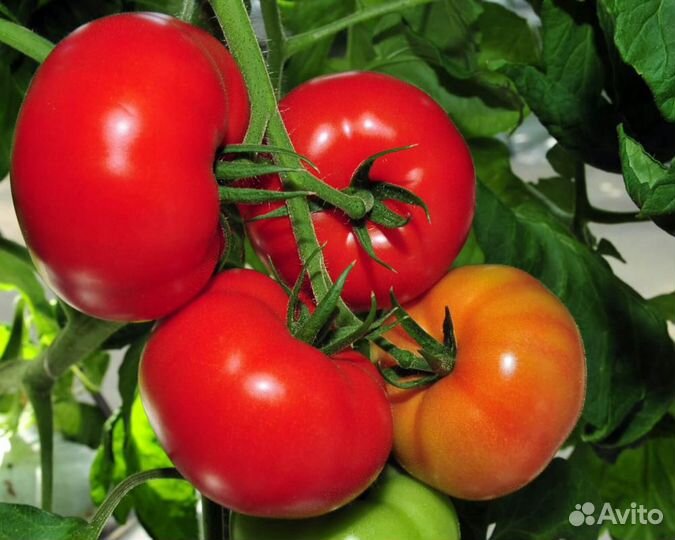 Семена Томата 