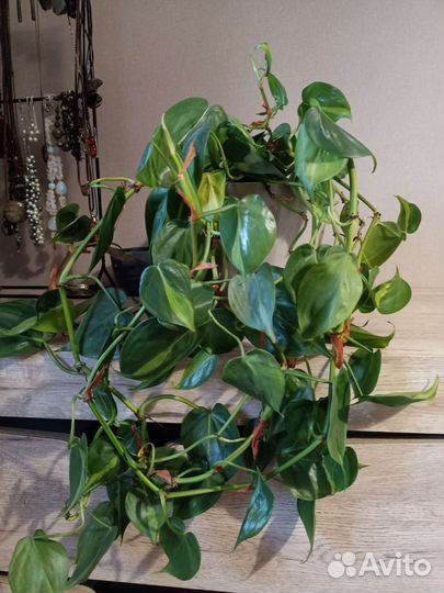 Филодендрон и сингониум