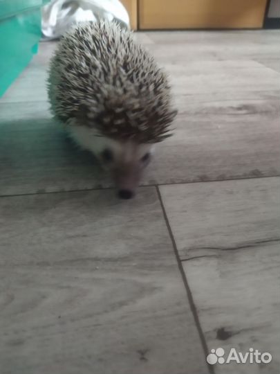 Африканский ежик