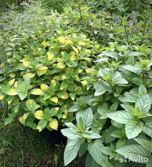 Мята разные виды. Пряные травы